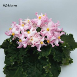 НД-Магия 